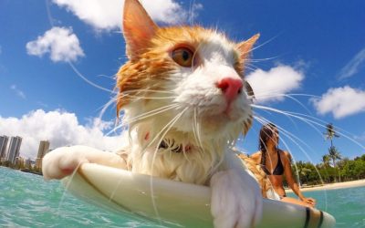 surfing oneeyed cat